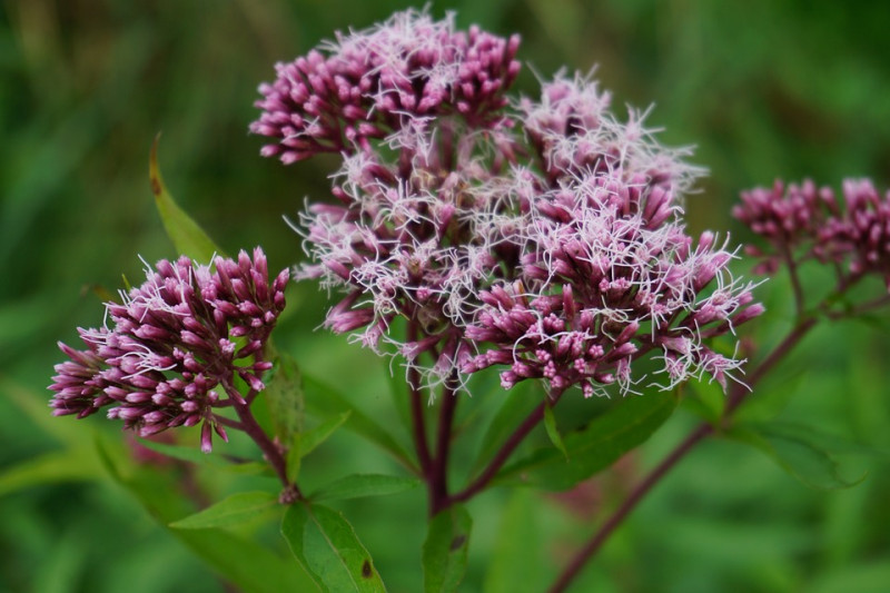 Eupatorium cannabinum - Koninginne(n)kruid - leverkruid - belangrijke - voor - inheemse - natuurlijke - tuinen